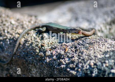 European Lizard with worms in the mouth, lagartixa portuguesa Stock Photo