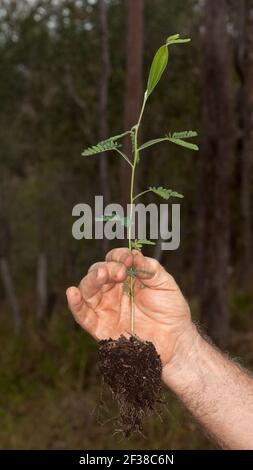 Wattle Roots Healthy seedling, Australian native tree, Acacia fimbriata / wattle ...