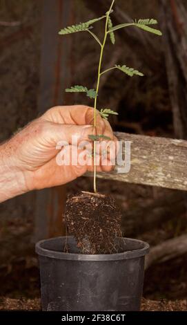 Wattle Roots Healthy seedling, Australian native tree, Acacia fimbriata / wattle ...