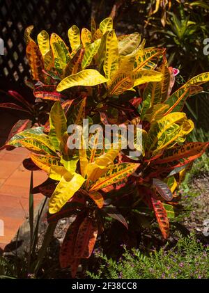 Croton, Codiaeum variegatum, an evergreen shrub with colourful red, yellow and green variegated foliage Stock Photo
