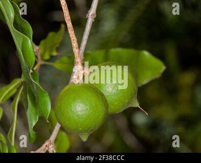 Macadamia nuts growing against background of green leaves of Australian native tree, Macadamia integrifolia Stock Photo