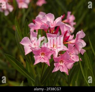 Cluster of beautiful pink flowers of evergreen shrub, Nerium oleander, poisonous plant, on background of dark green leaves Stock Photo