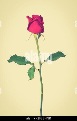 Beautiful red rose, vintage tone Stock Photo