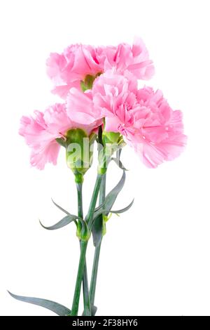 Beautiful pink Carnation flowers isolated on white background Stock Photo