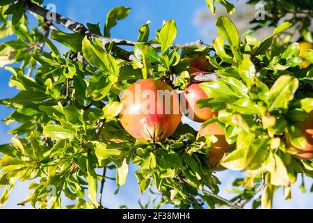 Ripe Pomegrates growing on a tree, Stock Photo