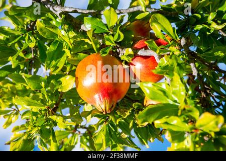 Pomegranates ripening on a tree Stock Photo