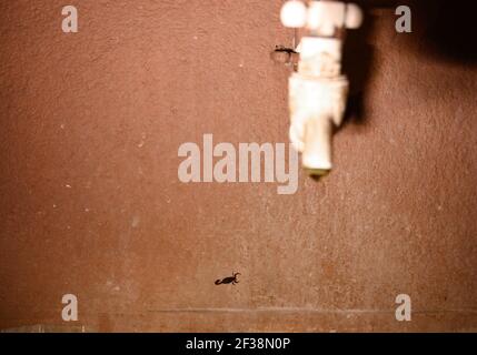 Tehatta, India. 14th Mar, 2021. An Indian red scorpion beside a handwashing tap. The Indian red scorpion (Hottentotta tamulus) or eastern Indian scorpion is considered to be the most lethal scorpion in the world. (Photo by Soumyabrata Roy/Pacific Press) Credit: Pacific Press Media Production Corp./Alamy Live News Stock Photo