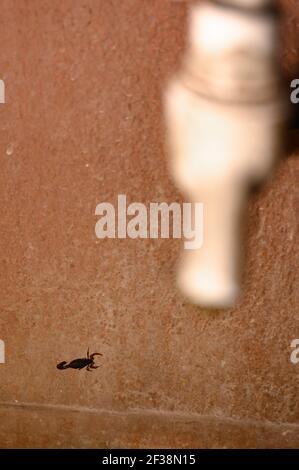 Tehatta, India. 14th Mar, 2021. An Indian red scorpion beside a handwashing tap. The Indian red scorpion (Hottentotta tamulus) or eastern Indian scorpion is considered to be the most lethal scorpion in the world. (Photo by Soumyabrata Roy/Pacific Press) Credit: Pacific Press Media Production Corp./Alamy Live News Stock Photo