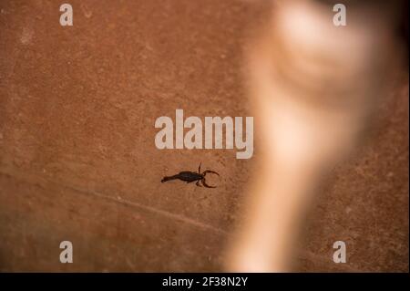 Tehatta, India. 14th Mar, 2021. An Indian red scorpion beside a handwashing tap. The Indian red scorpion (Hottentotta tamulus) or eastern Indian scorpion is considered to be the most lethal scorpion in the world. (Photo by Soumyabrata Roy/Pacific Press) Credit: Pacific Press Media Production Corp./Alamy Live News Stock Photo