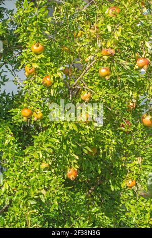 Almost ripe pomegranates growing on a tree. Stock Photo