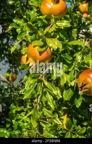 Pomegranates ripening on a tree. Stock Photo