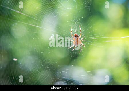 Beautiful spider web photographed in the forest Stock Photo