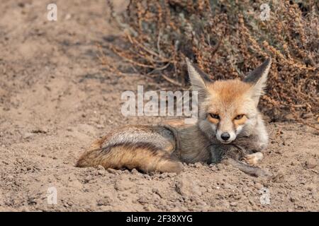 Desert Fox, Vulpes zerda, Little Rann of Kutch, Gujarat, India Stock Photo