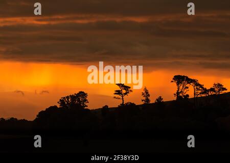Trees on a hillside silhouetted against a bright orange sunset sky Stock Photo