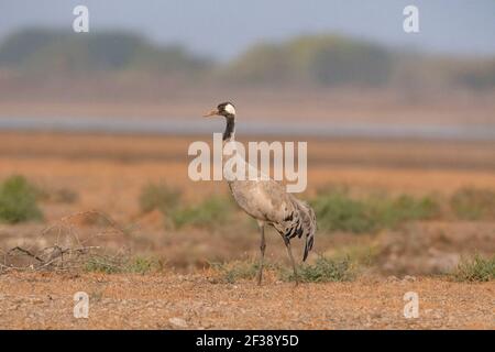 Common Crane, Grus grus, Little Rann of Kutch, Gujarat, India Stock Photo