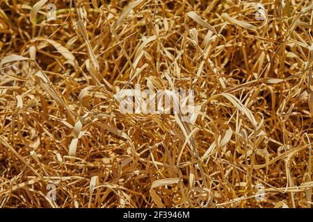 Background texture of dry grass burnt in the sun Stock Photo