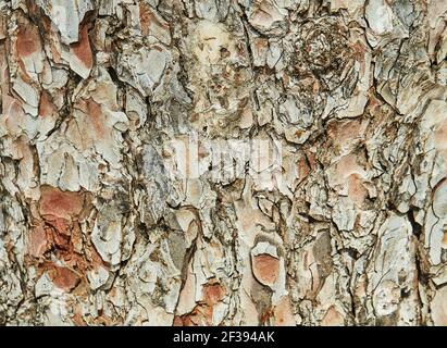 Background, texture of pine tree bark in high resolution Stock Photo