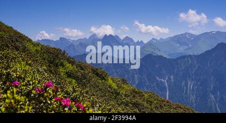 geography / travel, Germany, Bavaria, alpine rose blossom at Fellhorn (peak), behind it the Allgaeu Alps, Allgae, Freedom-Of-Panorama Stock Photo