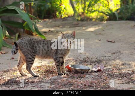 A pet cat standing in the courtyard of the house near the food cup and looking at the camera, india. concept for domestic animal ,Cat hungry, Beautifu Stock Photo