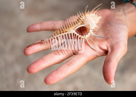 Murex troscheli on hand, Troschel's Murex Shell, spine covered, club-shaped, long straight siphonal canal, cream, white with light brown whorls Stock Photo