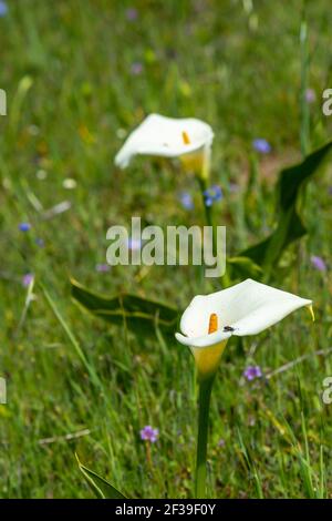 White flower of an Arum Lilly (Zantedeschia aethiopica) in natural habitat close to Darling in the Western Cape of South Africa Stock Photo