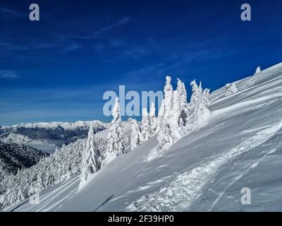 Spruce forest covered in snow Stock Photo