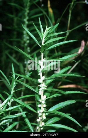 Proserpinaca palustris NRCS-1. Stock Photo