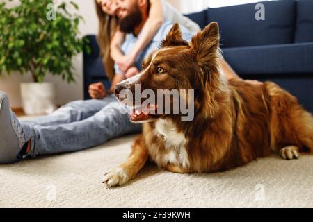 Border Collie dog sitting at the feet of the owners couple Stock Photo