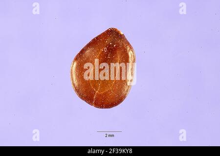 Prosopis alba seeds. Stock Photo