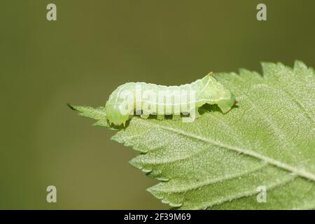 Young caterpillar of the Svensson's copper underwing (Amphipyra berbera), family owlet moths (Noctuidae) on a leaf in a Dutch garden. Netherlands,