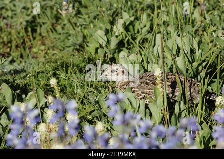 White Tailed Ptarmigan - chick hiding in subalpine flower meadow Paradise Mount Rainier National Park Washington State, USA BI003391 Stock Photo