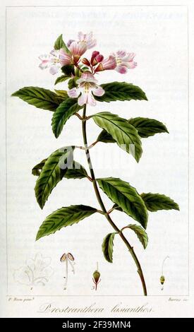 Prostanthera lasianthos - plantillust. Stock Photo