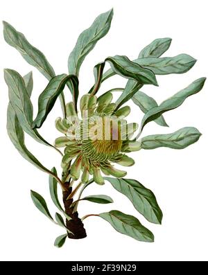 Protea acaulos (as P. glaucophylla) (Paradisus Londinensis 11).