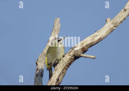 Green Woodpecker - In Dead TreePicus viridis Lea Valley Park Herts, UK BI006772 Stock Photo