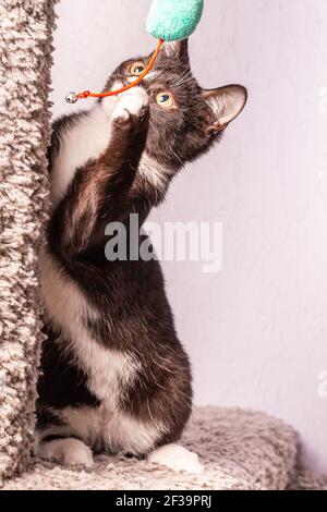 Black and white active kitten playing with a toy. The kitten is sitting on a special gray cat game complex. Stock Photo