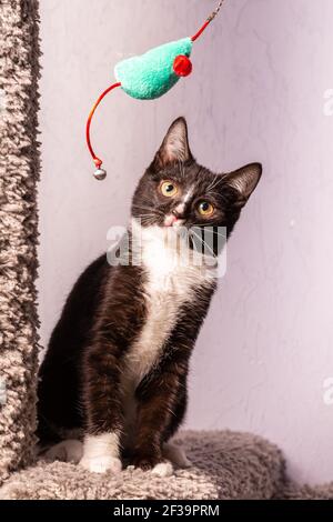 Black and white active kitten playing with a toy. The kitten is sitting on a special gray cat game complex. Stock Photo