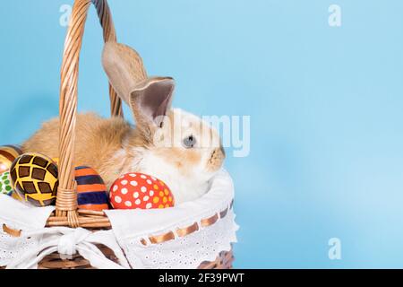A brown white fluffy Easter rabbit sits in a basket with Easter-colored eggs on a minimalist blue background to copy space for text banner. Stock Photo