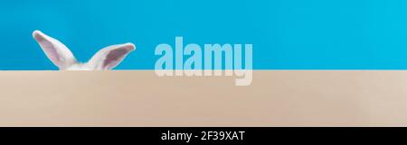 Ears of a white fluffy rabbit on a blue and beige background. Easter concept is a long horizontal banner with a place for text to copy space. Stock Photo