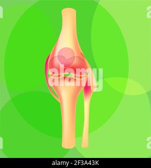 Medical illustration of realistic joints, vector, isoalted on the green Stock Vector