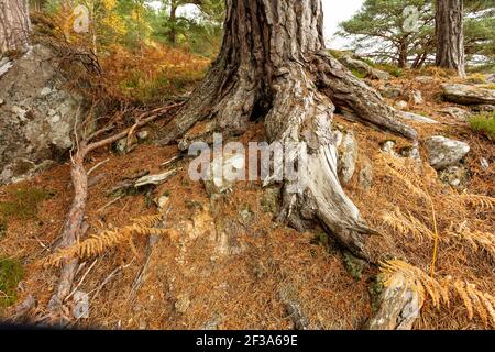 Glen Strathfarrar in Autumn.   Close up of the gnarled old roots of a Scots Pine tree. Scientific name: Pinus sylvestnis. Standing in golden bracken w Stock Photo