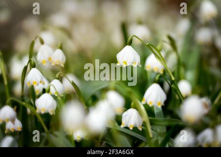 spring snowflake flower blossom Leucojum vernum flowering Stock Photo