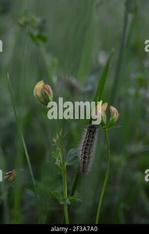 Jersey Tiger Moth Caterpillar in nature on a plant Stock Photo