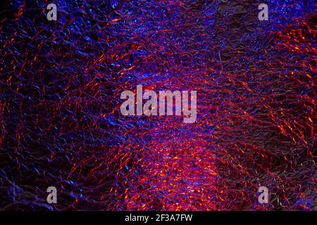 Abstract red and blue aluminum wrinkled foil background texture reflecting  red and blue light Stock Photo - Alamy