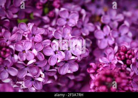 Dark purple common lilac blossom with beautiful flowers Stock Photo