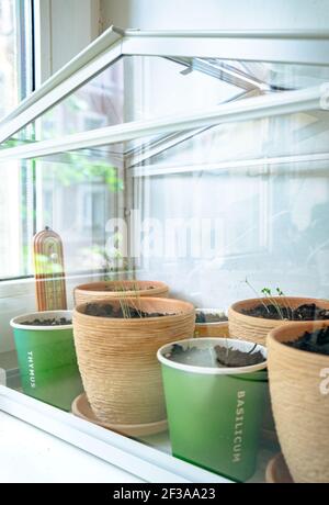 Flowerpots with young seedlings in greenhouse on windowsill Stock Photo