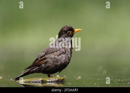 Blackird - Male at forest drinking poolTurdus merula Hungary BI015659 Stock Photo