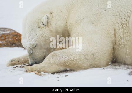 Polar bear (Ursus maritimus) on the tundra, Churchill, Canada Stock Photo
