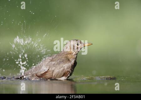 Blackird - Female bathingTurdus merula Hungary BI015660 Stock Photo