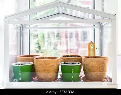 Flowerpots with young seedlings in greenhouse on windowsill Stock Photo