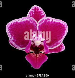 Dark red miniature orchide single flower. Isolated on black studio macro Stock Photo